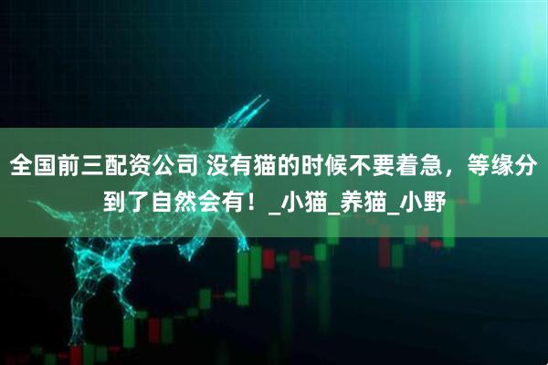 全国前三配资公司 没有猫的时候不要着急，等缘分到了自然会有！_小猫_养猫_小野